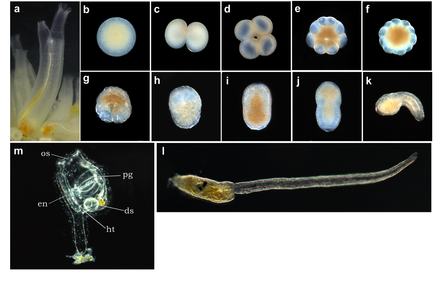 ホヤの生物学 5183smOzWsL._AC_SY200_QL15_.jpg
